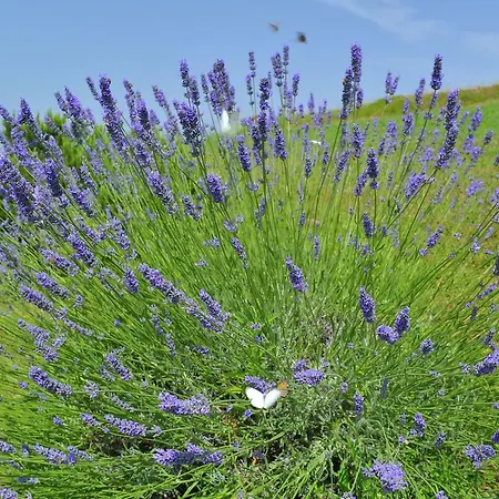 بيت للعطل Girasole بيينْسا